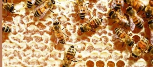 La apicultura y sus productos derivados