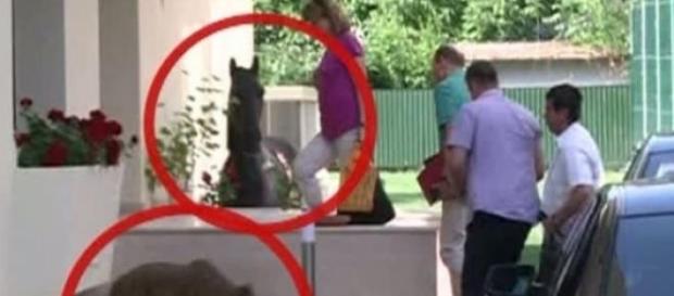 Calul, ursul și Băsescu în Gogol Calul, ursul și Băsescu în Gogol