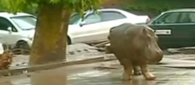 Hipopotam rătăcind pe străzile din Tibilisi Hipopotam rătăcind pe străzile din Tibilisi