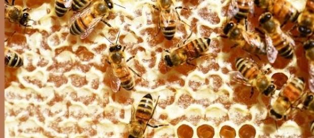 La apicultura y sus productos derivados La apicultura y sus productos derivados