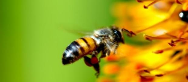 Las abejas y su acción polinizadora