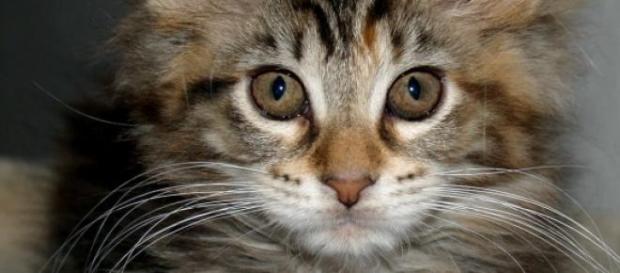 Pisică Oana Zăvoranu rasa Maine Coon Pisică Oana Zăvoranu rasa Maine Coon