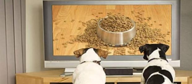 Un par de perros observando atentamente DogTV Un par de perros observando atentamente DogTV