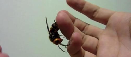 Consigli per proteggersi dalla vespa killer