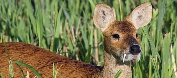 Cerbul-vampir în habitatul lui natural Cerbul-vampir în habitatul lui natural