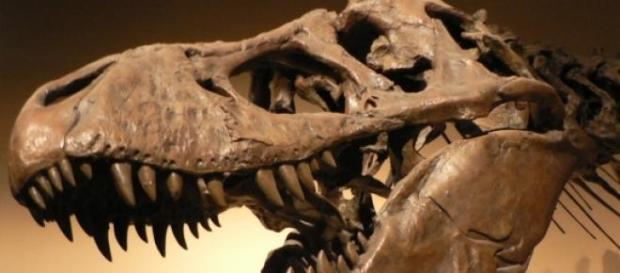 Tyrannosaurus Rex in Pariser Museum. Tyrannosaurus Rex in Pariser Museum.