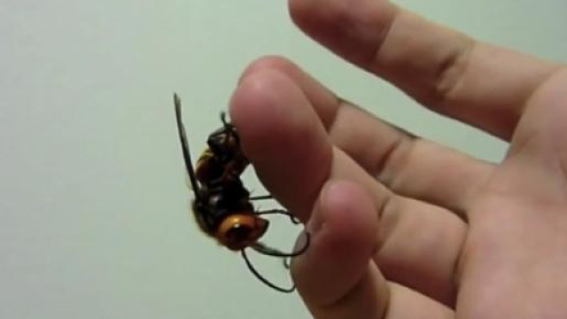 Consigli per proteggersi dalla vespa killer