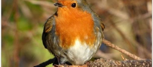 Britain's ever popular robin features on the feed