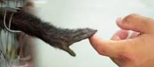 stop vivisection eliminare sperimenti animali stop vivisection eliminare sperimenti animali
