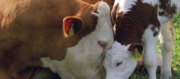 Vache et veau dans un pré Vache et veau dans un pré