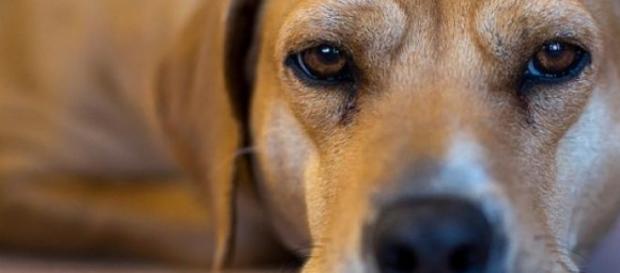 Stark message for owners leaving dogs in cars Stark message for owners leaving dogs in cars