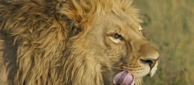 León sudafricano. Fuente: pixabay.com León sudafricano. Fuente: pixabay.com