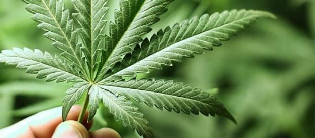 Maconha pode ser usada para fins medicinais Maconha pode ser usada para fins medicinais