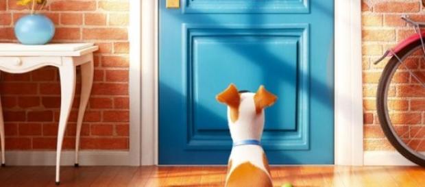 What do pets do when owners are not around? What do pets do when owners are not around?