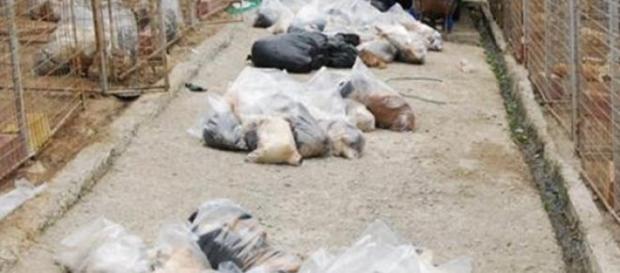 Orori comise în România dezvăluite de presa din Uk Orori comise în România dezvăluite de presa din Uk