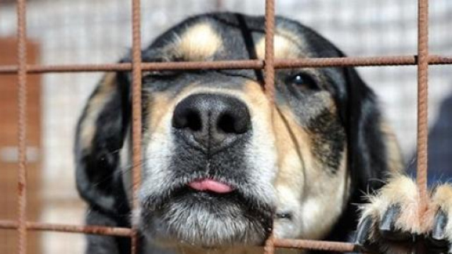 focolai di cimurro a Siracusa