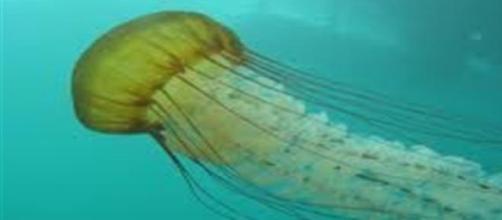 Come affrontare la "carezza" di una medusa