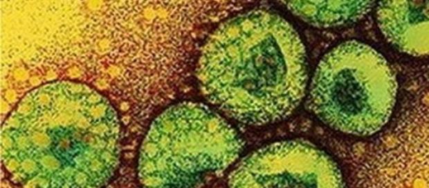 Foto del virus yihadista de Oriente Medio Foto del virus yihadista de Oriente Medio
