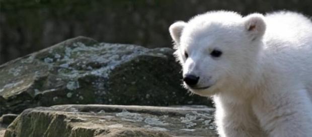Knut am 24.03.2007 im Zoologischen Garten Berlin Knut am 24.03.2007 im Zoologischen Garten Berlin