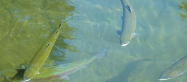 Peces de agua dulce en su hábitat Peces de agua dulce en su hábitat