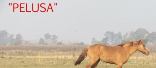 Pelusa una de las rescatadas, corre por el campo Pelusa una de las rescatadas, corre por el campo