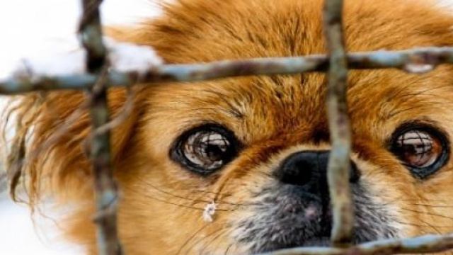 Festival di Yulin in Cina