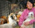 La fiesta de la ciudad de Yulin, donde se celebra alimentándose de perros y gatos