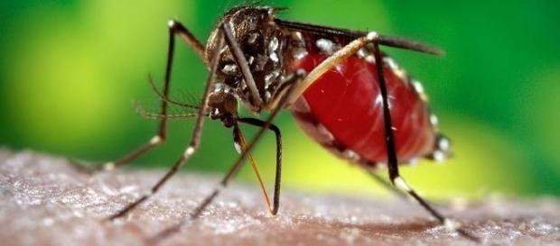 Dengue no inverno: cuidado em dobro Dengue no inverno: cuidado em dobro