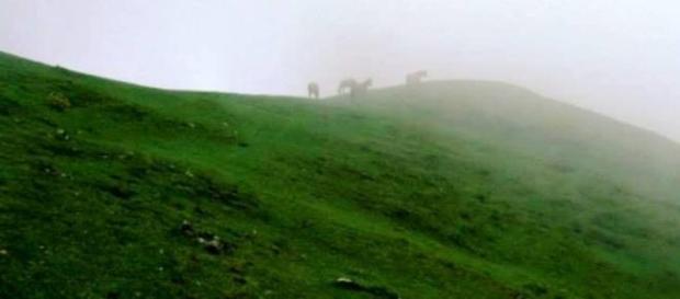 Entre la Selva y la Puna, el camino del Inca Entre la Selva y la Puna, el camino del Inca