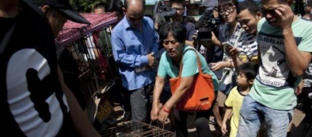 Yang Xiaoyoun cumpără câini să-i scape de moarte Yang Xiaoyoun cumpără câini să-i scape de moarte