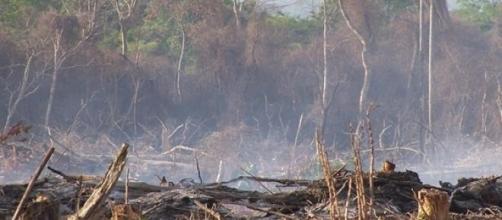 La deforestación, algo muy común en la Argentina