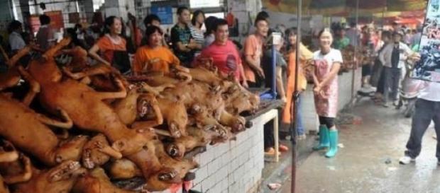 Festivalul Carnii de Caine de la Yulin Festivalul Carnii de Caine de la Yulin