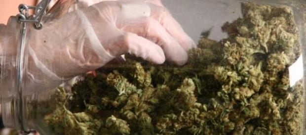 Legalizacja konopi w Polsce - co dalej? Legalizacja konopi w Polsce - co dalej?