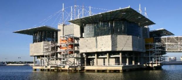 O Oceanário encontra-se no auge dos lucros. O Oceanário encontra-se no auge dos lucros.
