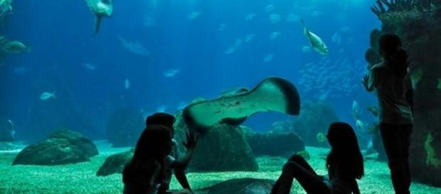 Oceanário foi concessionado por 30 anos Oceanário foi concessionado por 30 anos