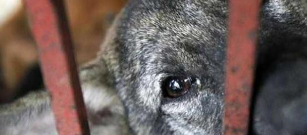Os canis da região encontram-se cheios. Os canis da região encontram-se cheios.