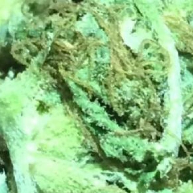 Mariguana incautada por autoridades ticas