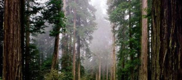 albero cade e travolge un giovane di 26 anni albero cade e travolge un giovane di 26 anni