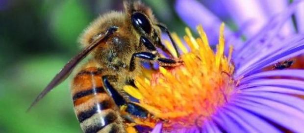 La flor acepta, la abeja sufre siniestra. La flor acepta, la abeja sufre siniestra.