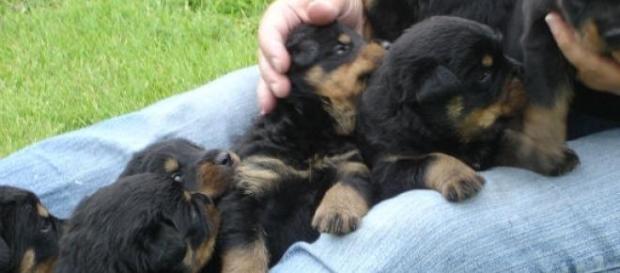 Lei protege animais de companhia na Madeira. Lei protege animais de companhia na Madeira.