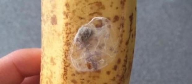 Ragno delle banane letale causa erezione Ragno delle banane letale causa erezione