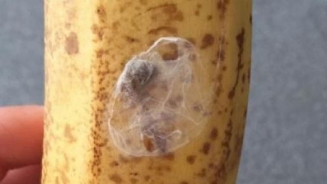Ragno delle banane letale causa erezione