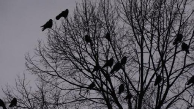 Un voisinage cauchemardesque