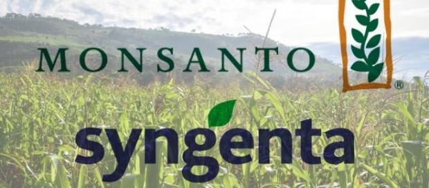Logos de Monsanto y Syngenta Logos de Monsanto y Syngenta