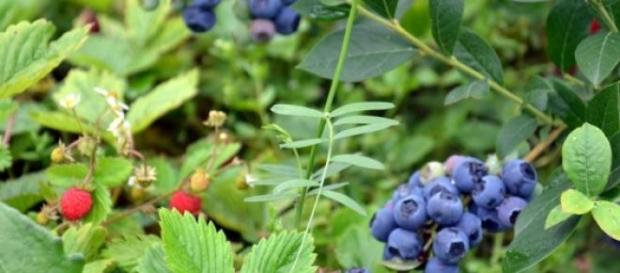 O mirtilo é um fruto silvestre O mirtilo é um fruto silvestre