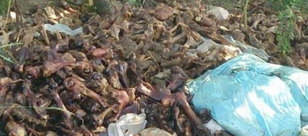 Restul de carne şi animale moarte Restul de carne şi animale moarte
