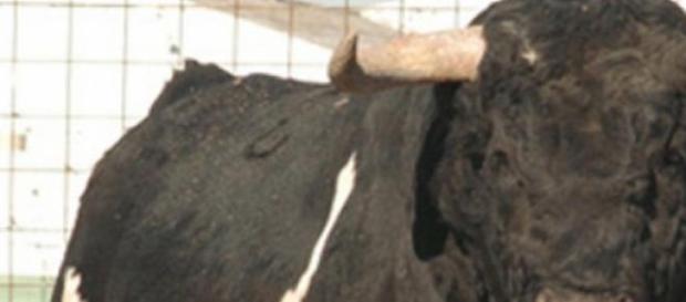 Toros en las fiestas, el debate está servido Toros en las fiestas, el debate está servido