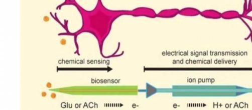 Neurone umano (in viola) e neurone biomimetico 