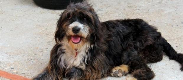 Eva, una perra en busca de familia de acogida Eva, una perra en busca de familia de acogida