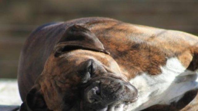 Boxer muore dopo 4 ore chiuso in auto